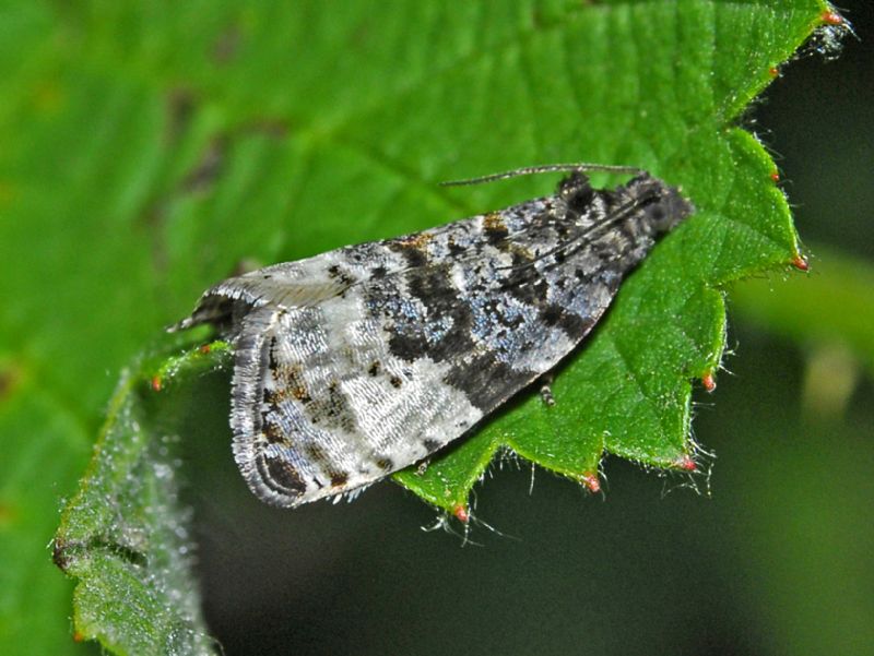 Tortricidae - da identificare: Hedya pruniana